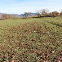 The site of Boschigliuolo (Grumento Nova), with scattered Roman pottery