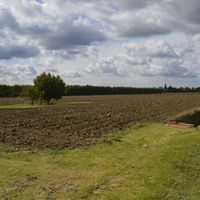 Fig. 2. The peculiar aspect of the Bassa Romagna landscape: ploughed lands between orchards and vineyards (picture by the author). 